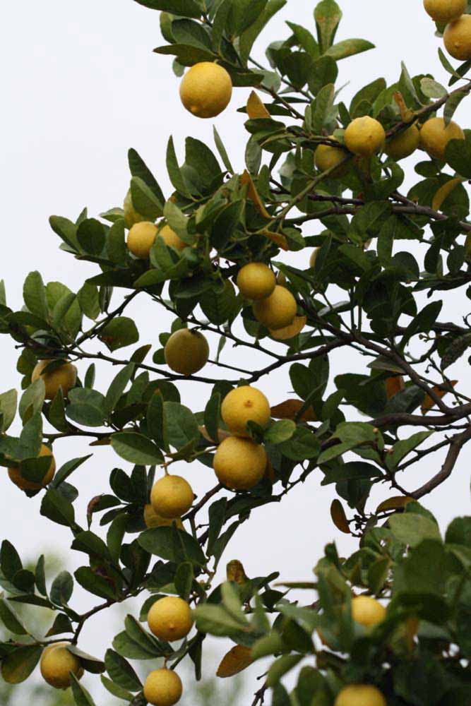              Fruit (Riverside, CA)       